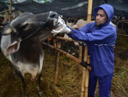Pemkot Tangerang Kasih Tip Pilih Hewan Kurban yang Sehat
