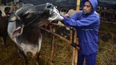 Pemkot Tangerang Kasih Tip Pilih Hewan Kurban yang Sehat