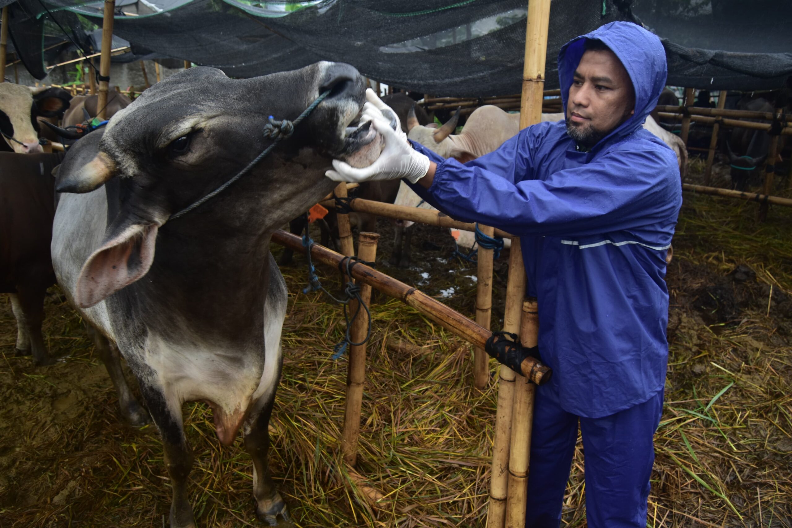 Pemkot Tangerang Kasih Tip Pilih Hewan Kurban yang Sehat