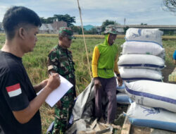 Penyerapan Gabah Petani di Tangerang Tembus 88%: Bulog Optimis Capai Target