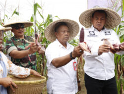 Bupati Tangerang Panen Jagung Pulut: Dorong Diversifikasi Pangan dan Kesejahteraan Petani