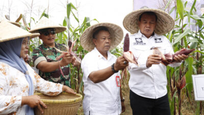 Bupati Tangerang, Maesyal Rasyid, panen jagung pulut di Desa Kaliasin, menyoroti potensi jagung pulut sebagai alternatif pangan.