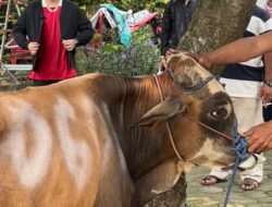 Semangat Gotong Royong di Idul Adha, Abraham Garuda: Kita Lanjutkan Semangat Bung Karno