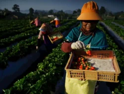 Indeks Bisnis UMKM BRI: Kinerja terus tumbuh dan tetap optimis