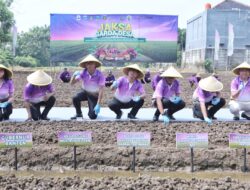 Teknologi Pertanian Jaga Desa Kejagung Bisa Dongkrak Produksi Bawang-Cabai di Banten
