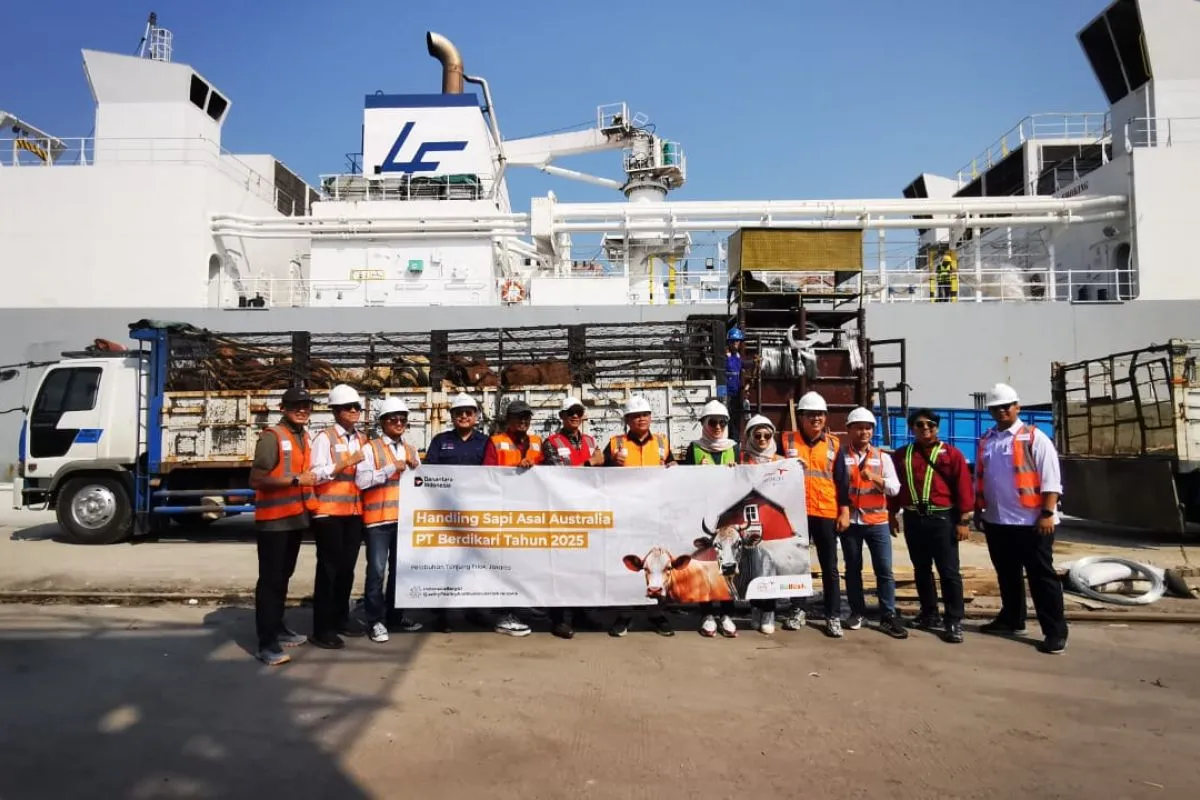Berdikari sebagai BUMN peternakan, menunjukkan komitmennya dalam menjaga stabilisasi harga dan pasokan daging nasional dengan mendatangkan sekitar seribu ekor sapi Brahman Cross (Australian Commercial Cross/ACC) dari Australia.