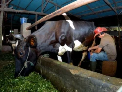 Dapat fasilitas pembiayaan dari BRI, Klaster Susu di Ponorogo tingkatkan kapasitas produksi