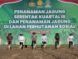 Kolaborasi Polda Banten dan Pemprov: 115 Hektar Lahan Jagung untuk Swasembada Pangan