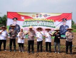 Dampingi Kapolresta Tangerang, Sekcam Kresek Galakkan Tanam Jagung Hibrida di Desa Talok