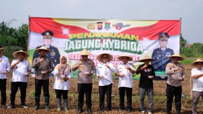 Penanaman jagung serentak di Kresek digelar sebagai bagian program 1 desa 2 hektare, dukung swasembada pangan dan diserap langsung oleh Bulog.