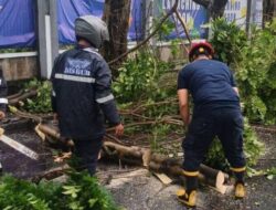 Pohon Tumbang di Jalan Imam Bonjol hingga Tugu Adipura, Akses Warga Tangerang Sempat Terganggu
