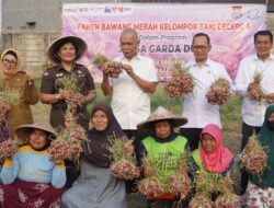 Panen Bawang Merah 5,4 Ton di Sepatan, Program Jaga Desa Dorong Ketahanan Pangan Tangerang