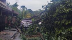 Pohon Tumbang di Nusa Loka Serpong, Mazda dan Avanza Rusak Tertimpa