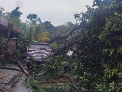 Pohon Tumbang di Nusa Loka Serpong, Mazda dan Avanza Rusak Tertimpa