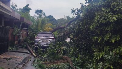 Hujan deras dan angin kencang di Tangsel sebabkan pohon tumbang, menimpa mobil, warga dan petugas bersihkan jalan.