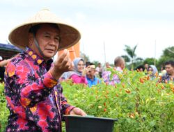 Bupati Maesyal Rasyid Panen Cabai Setan 6 Kuintal di Desa Kemuning, Pendapatan Petani Melonjak