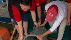 Abraham Garuda menebar 79 kg ikan di Danau Kelapa Dua saat HUT ke-79 Megawati sebagai simbol ketahanan pangan rakyat.