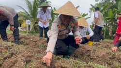 Polsek Tigaraksa dan BUMDes Desa Pete tanam jagung hibrida di lahan 2 hektare, dukung Program Ketahanan Pangan Nasional.