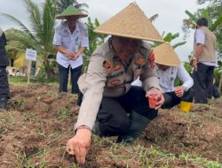 Ketahanan Pangan Nasional, Desa Pete Tigaraksa Garap 2 Hektar Jagung Hibrida