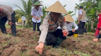 Polsek Tigaraksa dan BUMDes Desa Pete tanam jagung hibrida di lahan 2 hektare, dukung Program Ketahanan Pangan Nasional.