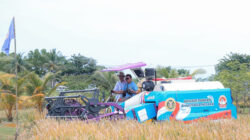 Panen perdana padi organik PS-08 di Pandeglang, varietas unggul tahan hama dan cuaca, siap mendukung ketahanan pangan nasional.