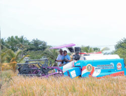 Panen Raya Padi Organik PS-08 di Banten, Potensi Lebih dari 10 Ton per Hektare