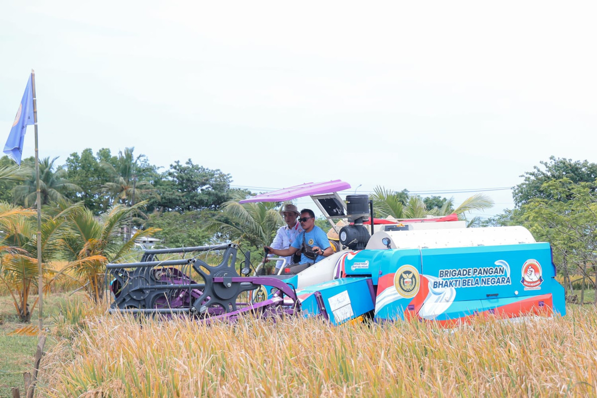 Panen perdana padi organik PS-08 di Pandeglang, varietas unggul tahan hama dan cuaca, siap mendukung ketahanan pangan nasional.