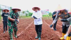 Bupati Tangerang dan Forkopimda Tanam Jagung Hibrida, Dorong Swasembada Pangan