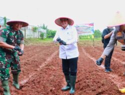 Bupati Tangerang dan Forkopimda Tanam Jagung Hibrida, Dorong Swasembada Pangan
