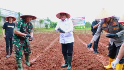 Bupati Tangerang bersama Forkopimda tanam jagung hibrida di Panongan guna memperkuat ketahanan pangan daerah.