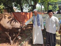 Tanamkan Kepedulian Sejak Dini, Al-Azhar BSD Libatkan Siswa TK hingga SMA dalam Program Kurban