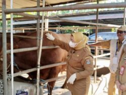 Dari Bali hingga Limosin, Ribuan Sapi Kurban di Tangerang Dipastikan Sehat