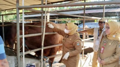 Ribuan sapi kurban di Tangerang dari Bali hingga Limosin dipastikan sehat oleh Pemkab melalui pemeriksaan jelang Iduladha 1447 H.