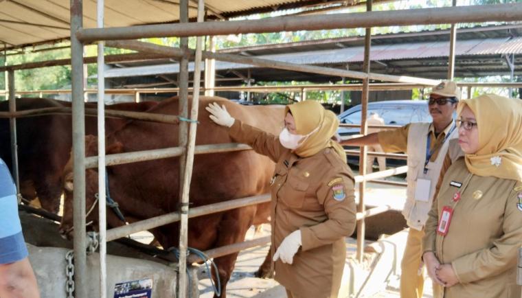 Ribuan sapi kurban di Tangerang dari Bali hingga Limosin dipastikan sehat oleh Pemkab melalui pemeriksaan jelang Iduladha 1447 H.