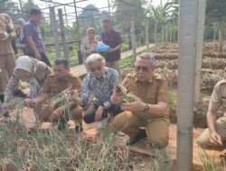 Gunakan Teknologi Arktivate, Demplot Bawang Merah di Tangsel Buktikan Potensi Pertanian Perkotaan