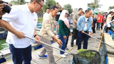 Panen raya ikan patin di Kota Tangerang dorong penguatan ekonomi masyarakat sekaligus mendukung ketahanan pangan daerah.