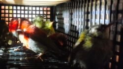 Terungkap! WNA Sri Lanka Bawa 101 Burung Berbagai Jenis dari Bandara Soekarno-Hatta