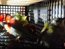 Terungkap! WNA Sri Lanka Bawa 101 Burung Berbagai Jenis dari Bandara Soekarno-Hatta
