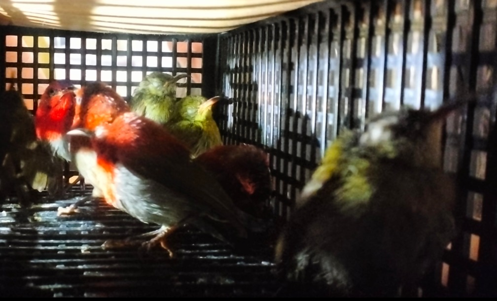 WNA Sri Lanka gagal membawa 101 burung ke luar negeri dari Bandara Soekarno-Hatta, termasuk satwa yang dilindungi.